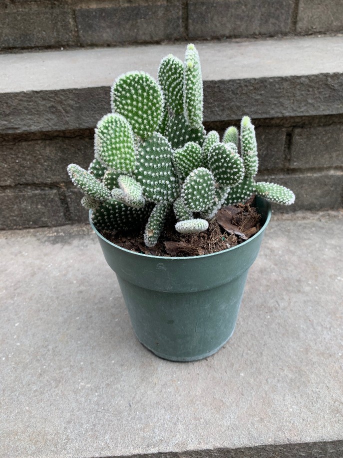 Large Cactus Bunny Ears Cactus 6 Inch Pot