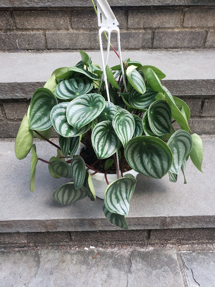 Large Watermelon Peperomia Hanging Planter 6 Inch House Plant