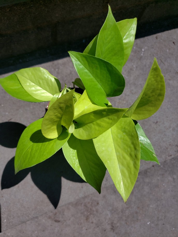 Neon Pothos House Plant Leafy House Plant