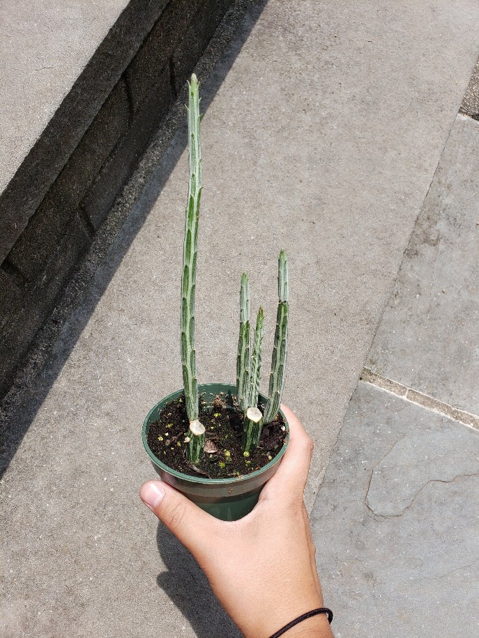 Senecio Stapeliformis Cactus House Plant
