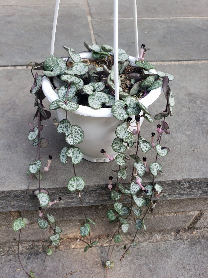 Silver String Of Hearts House Plant Hanging Pot