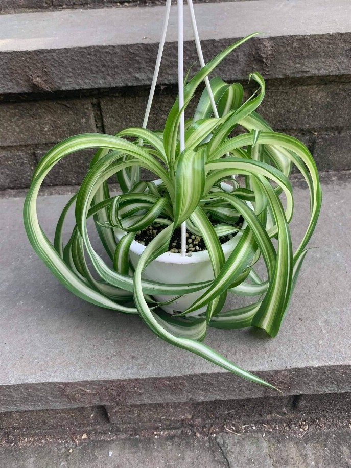 Spider Plant Hanging Basket