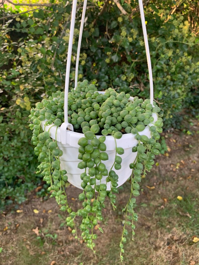 String Of Pearls 6 Inch Hanging Basket House Plant Succulent