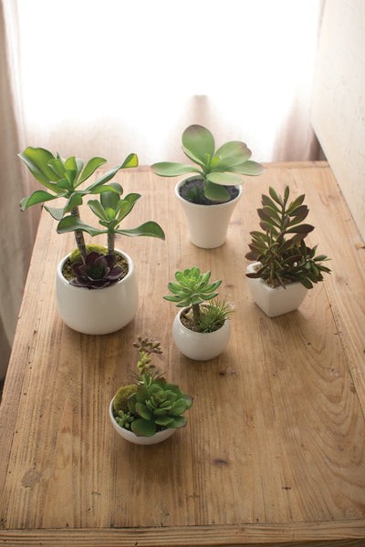 Set Of Five Artificial Succulents W White Ceramic Pots