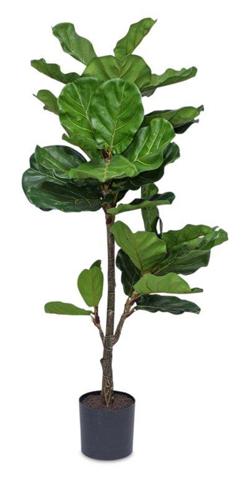 Potted Fiddle Leaf Fig 56"H Polyester/Plastic