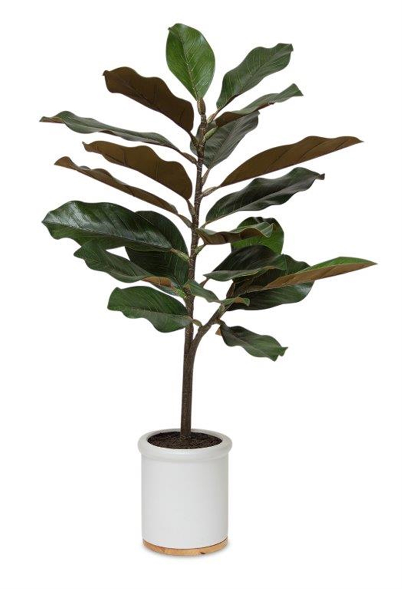 Potted Magnolia Plant 31"H Polyester/Ceramic