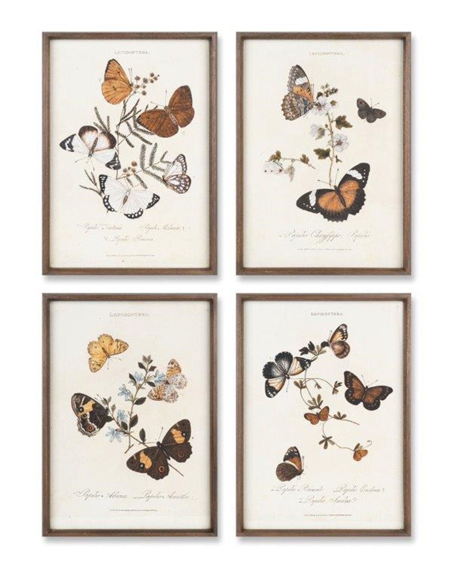 Butterfly Print (Set of 4) 12.25"L x 17"H Wood/Glass