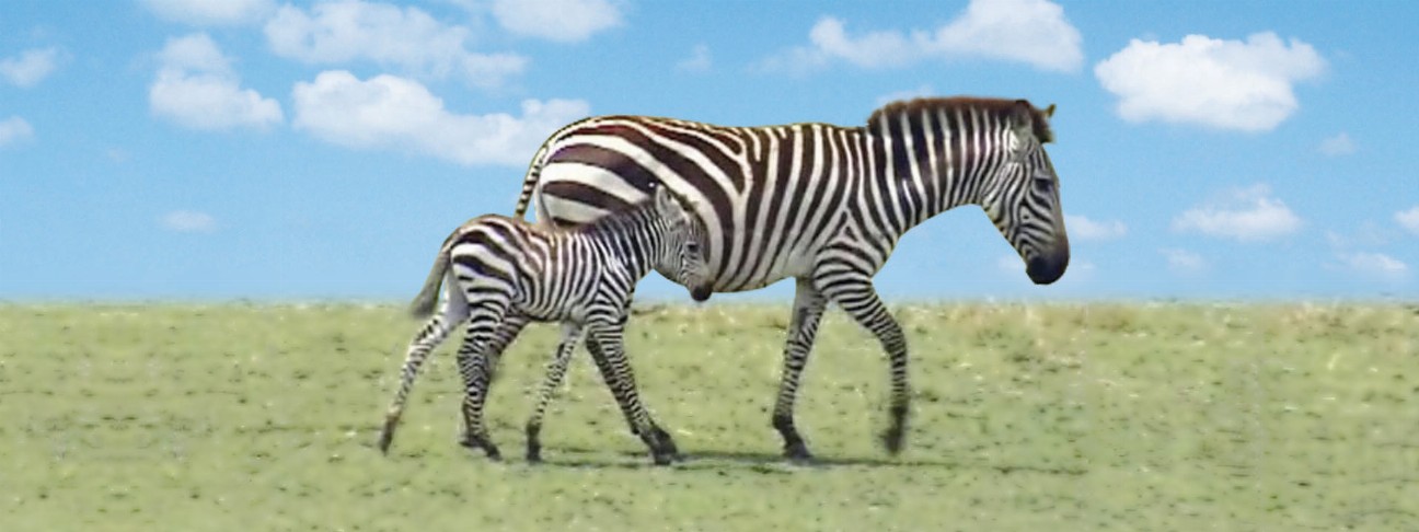 Animal Art - Motion Bookmark/ 6" Ruler - Zebras