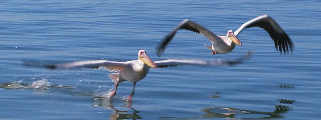 Animal Art - Motion Bookmark/ 6" Ruler - Pelicans