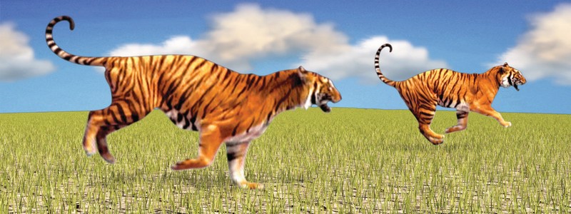 Animal Art - Motion Bookmark/ 6" Ruler - Tigers