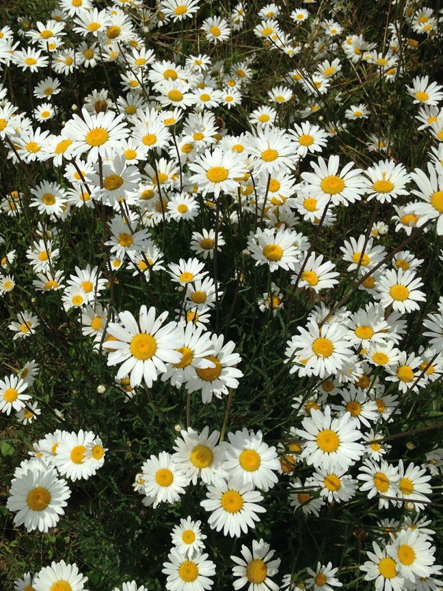 San Juan Daisies Puzzle - Small - 10"x13.5"Standard