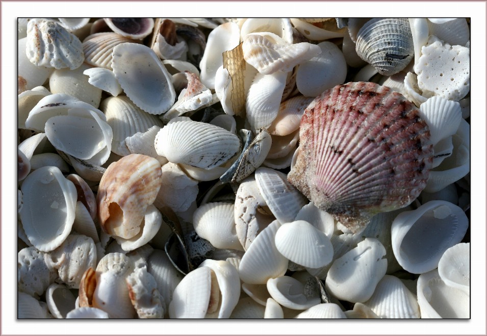 Seashells Puzzle - Small - 10" x 13.5"Whimsical