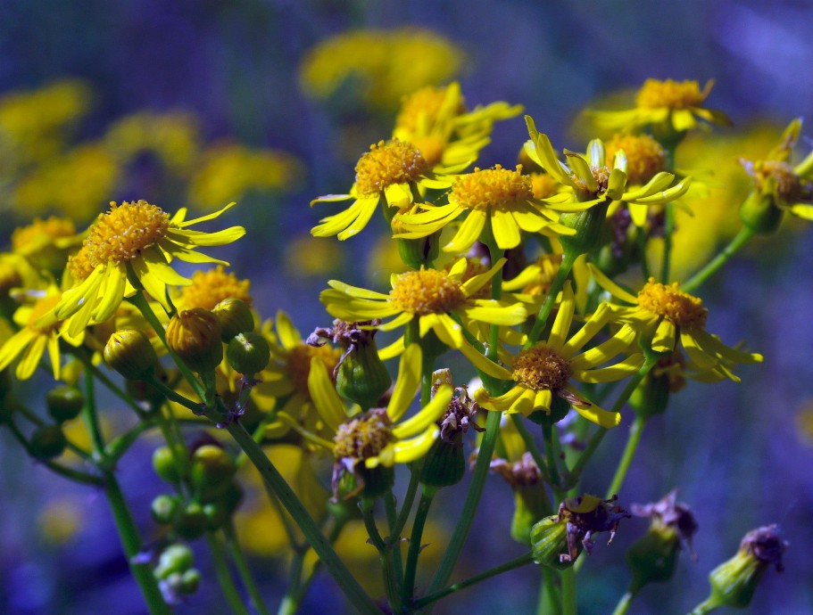 Yellow Flowers Puzzle - Medium - 13" x 17.5"Whimsical