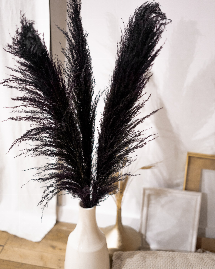 Black Pampas Grass