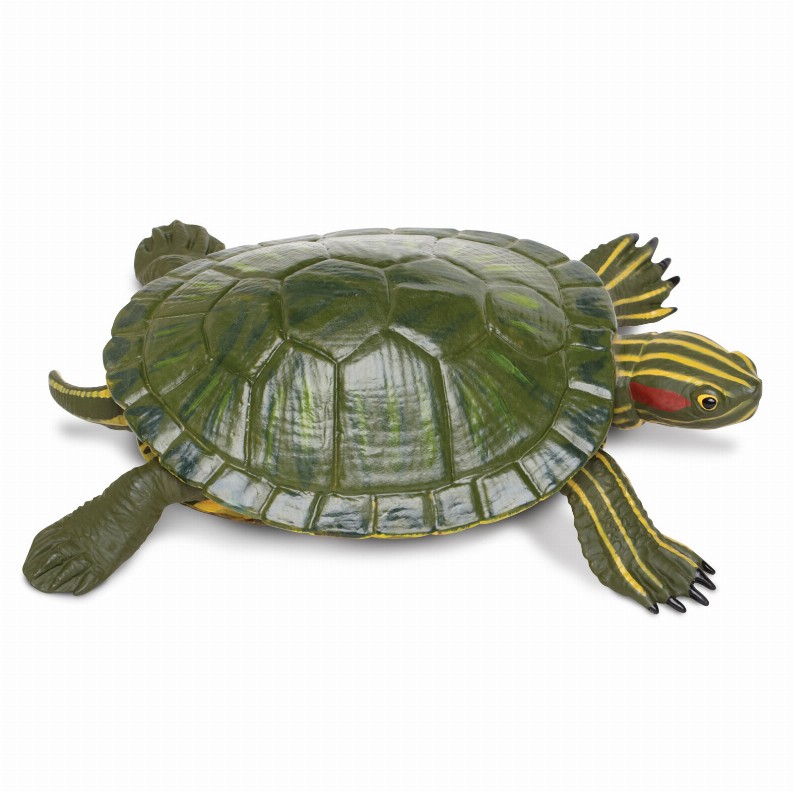 Red-Eared Slider Turtle