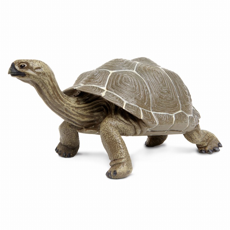 Tortoise