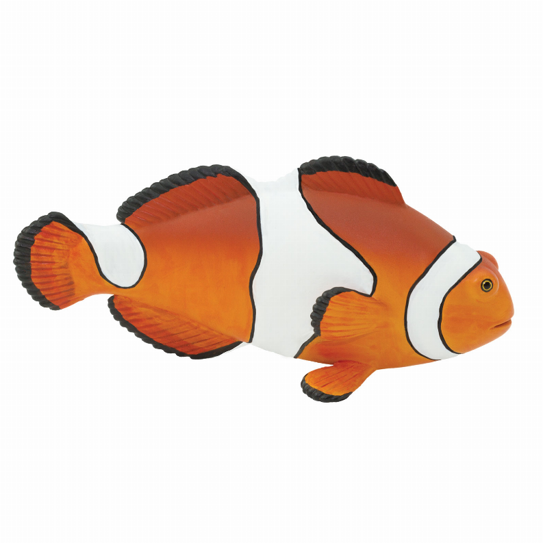 Clown Anemonefish