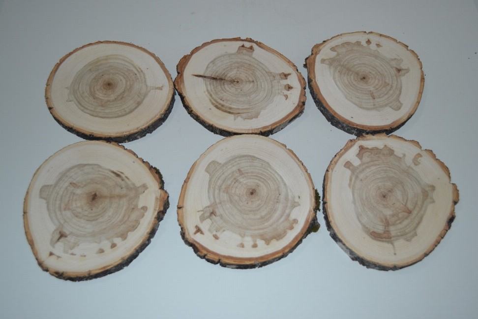 Balm of Gilead Log Slices 3" to 4 1/2" Set of Six