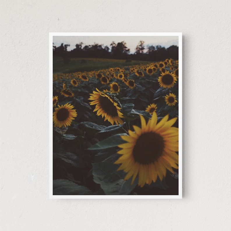 Sunflowers - 11x14