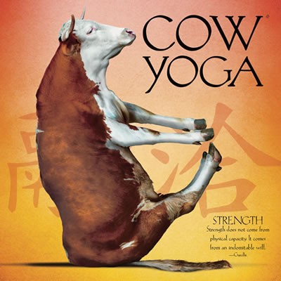 Cow Yoga