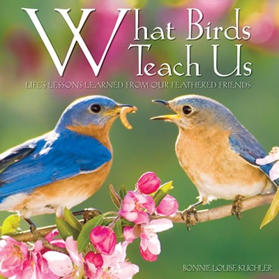 What Birds Teach Us