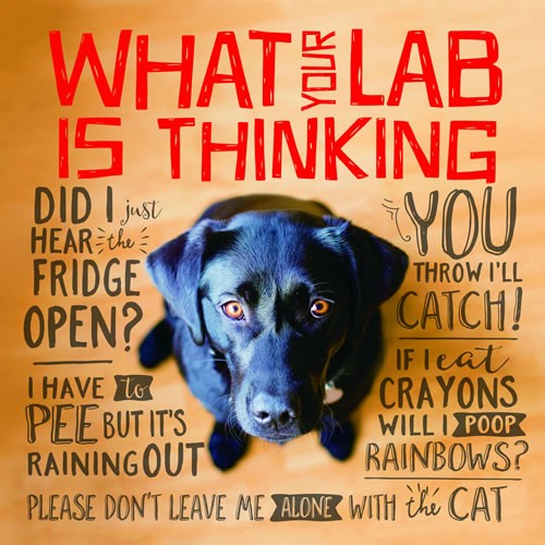 What Your Lab is Thinking